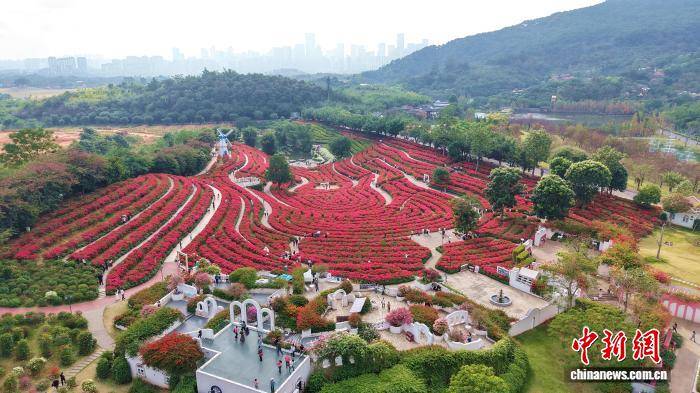 广西南宁冬日花海美如画